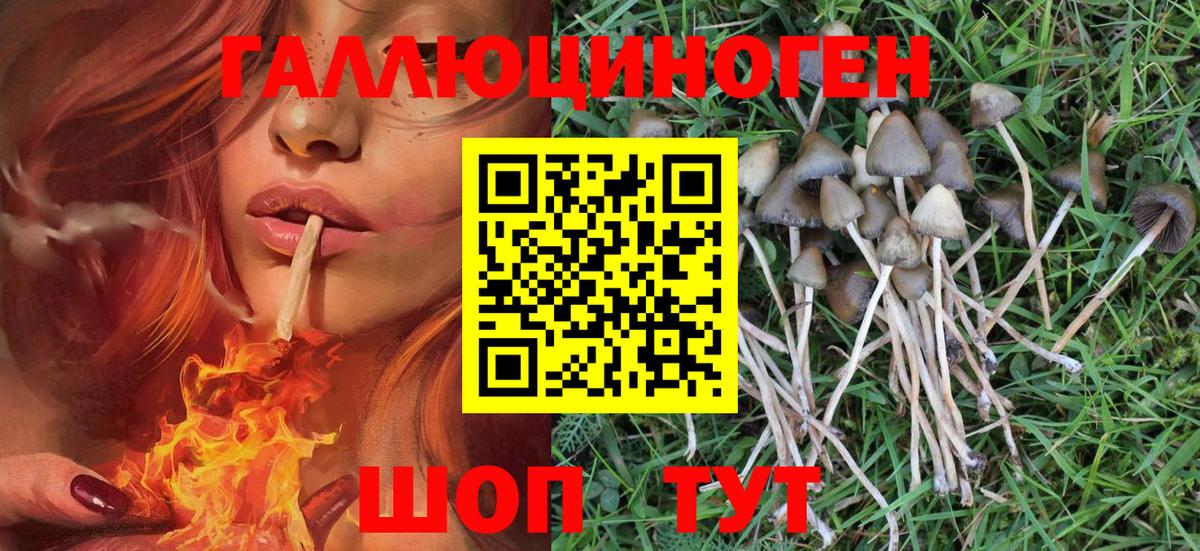 Раменское  наркота  Вход с VPN  Псилоцибиновые грибы Psilocybe 